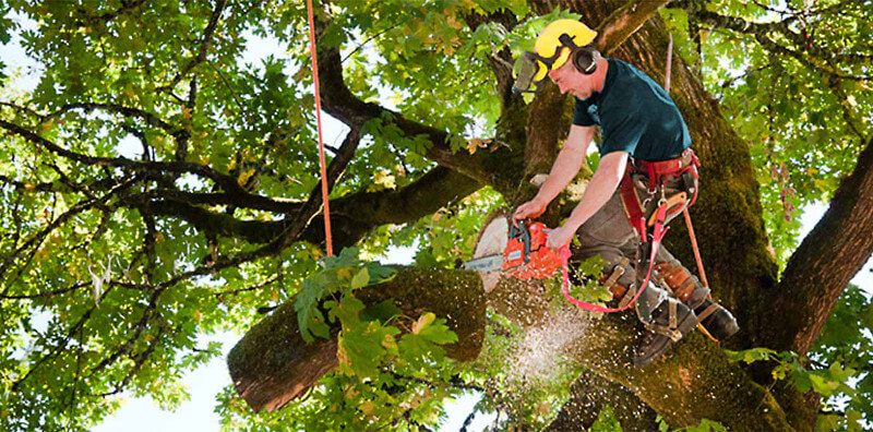 commercial tree service in Darien, CT