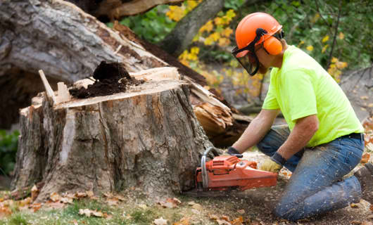 stump removal in Green Bay, WI