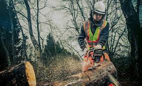 arborists in Mesa, AZ