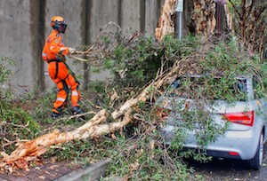 emergency tree service in Mesa, AZ