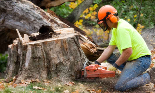 stump removal in Mesa, AZ