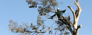 tree care service in Hingham, MA