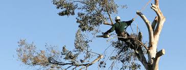 tree care service in Mesa, AZ