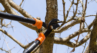 tree pruning in Mesa, AZ