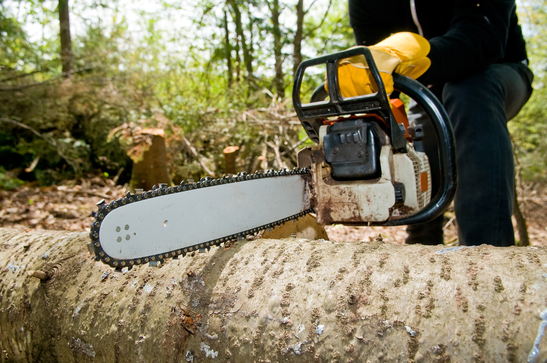 tree removal in Pittsburgh, PA